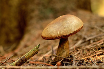Boletus badius mushroom also known as Xerocomus badius