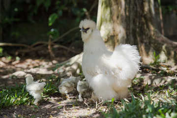 Flock of Newborn Bantam Silkie chicks with their mother in a garden with a tree