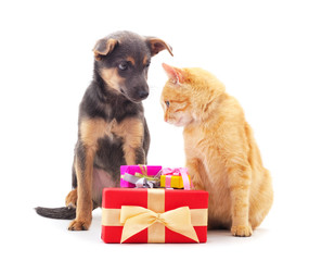 Small cat and puppy with a gift..