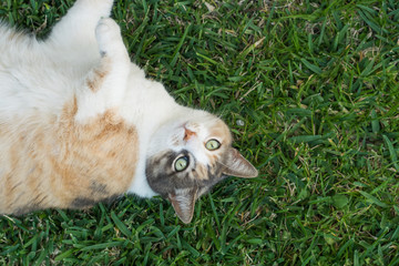 Cat lying on the grass looking towards the camera