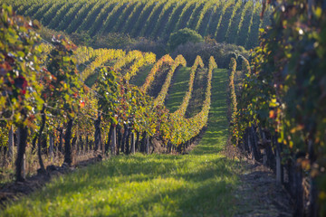 sunset in the vineyard