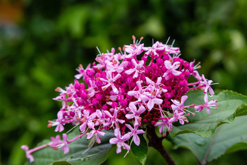 Many flowers shrub Clerodendrum (lat. Clerodendrum) in to single fragrant inflorescence. Selective focus. Close-up. Bright pink flowers of Clerodendrum on blurred background of greenery in garden.