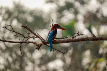 common kingfisher waiting for a meal near pond at rabindra sarobar lake in kolkata
