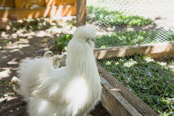 Bantam Silkie chicken in a garden next to a coop. Backyard chickens.