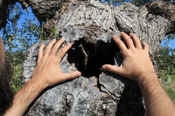 Human hands holding tree