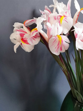 Schnittblume Iris, Lilie, wei&szlig; mit rosa Marmorierung, im Anschnitt fotografiert vpr grauem Hintergrund