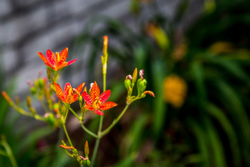 Fototapeta premium Botanica Gardens