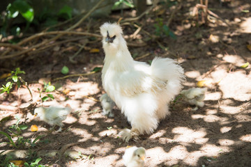 Flock of Newborn Bantam Silkie chickens in a backyard.