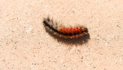 caterpillar on leaf