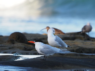Caspian terns and sea gulls on the beach