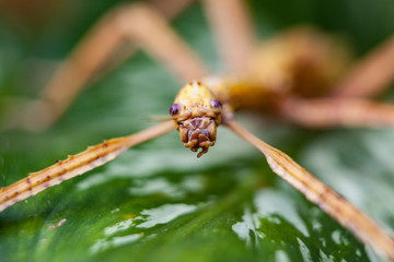 Huge grasshopper in green leaf. Macro photo.