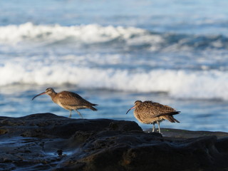 Whimbrels at low tide