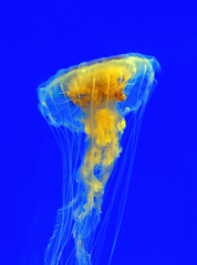 Underwater world. Close up plan of beautiful jellyfish suapea capillata.