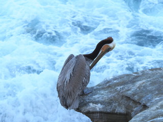 Californian Brown Pelican