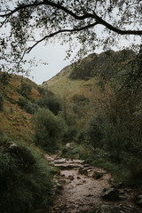 river in the forest