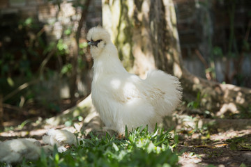 Flock of Newborn Bantam Silkie chicks with their mother in a garden with a tree.