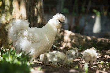 Flock of Newborn Bantam Silkie chickens in a garden with a tree.