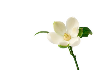 White magnolia flower on isolated background. © suwanb