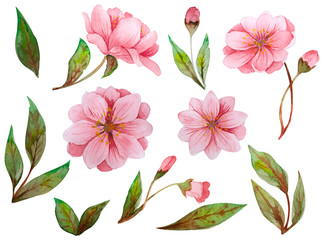 Large watercolor set of hand drawn cherryl flowers and leaves isolated on a white background. Watercolor flowers and leaves in a watercolor style.