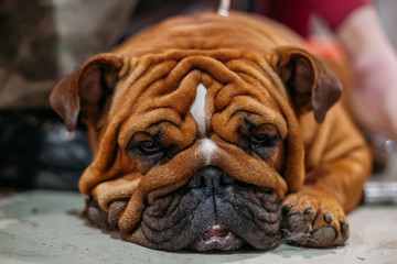 Sleeping brown English Bulldog, close up view