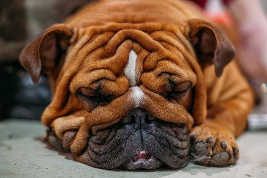 Sleeping brown English Bulldog, close up view