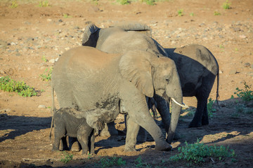 African bush elephant in Kruger National park, South Africa