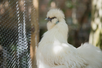 Bantam Silkie chicken in a garden next to a coop. Backyard chickens.