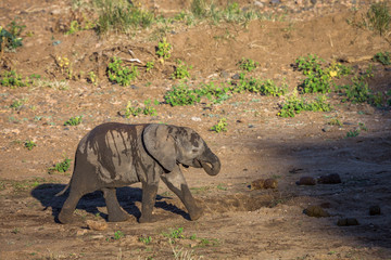 African bush elephant in Kruger National park, South Africa