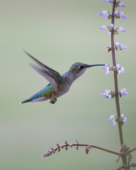 Adult female ruby red throated Humming bird drinking nectar from flower