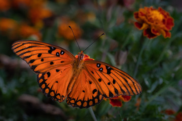 Passion Butterfly sitting  on Marigold