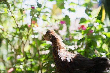 Close up of a brown young Bantam chicken in a backyard garden with grass. Background with flowers.