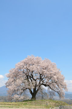 満開のわに塚の桜