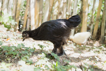 Close up of a black young Bantam chicken in a backyard garden. Bamboo fence in the background.