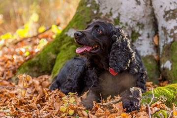 Beautiful black young cocker spaniel playing in an autumn landscape with copper dry fallen leaves,...