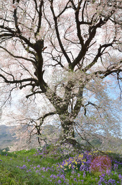 満開のわに塚の桜