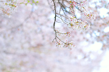 満開の桜