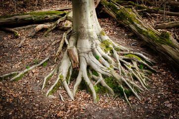  tree roots