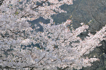 満開の桜