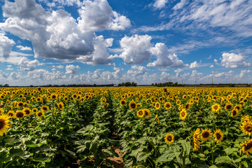 Sunflowers