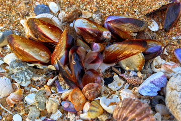 Lots of shells on the sand