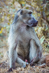 Obraz premium Chacma baboon in Kruger National park, South Africa