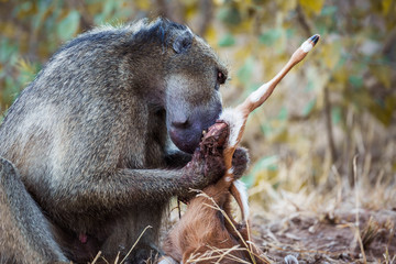 Chacma baboon in Kruger National park, South Africa