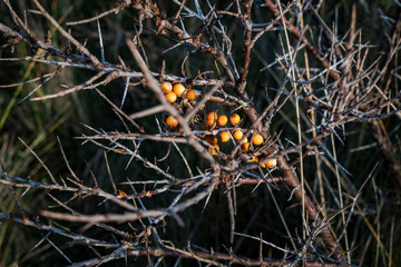 Frucht im Winter