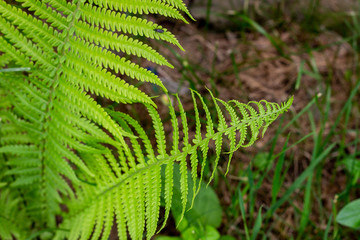 Bright green fern with green leaves in the garden in spring and summer season.