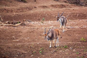 Two Common elands male walking on riverbank in Kruger National park, South Africa ; Specie...
