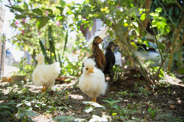 Flock of young Bantam chickens in a backyard garden. 