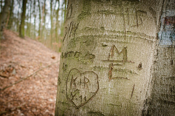engraving on the tree