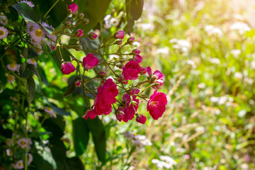 Fototapeta premium Bright pink rose flowers on the bush with green leaves blossom in the garden in spring and summer season.