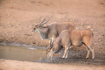 Two Common elands drinking in waterhole in Kruger National park, South Africa ; Specie Taurotragus...
