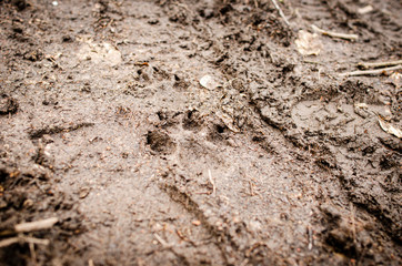 wolf foot print
